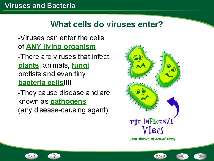 Viruses and Bacteria What cells do viruses enter? -Viruses can enter the cells of