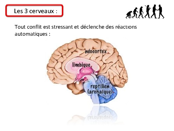 Les 3 cerveaux : Tout conflit est stressant et déclenche des réactions automatiques :