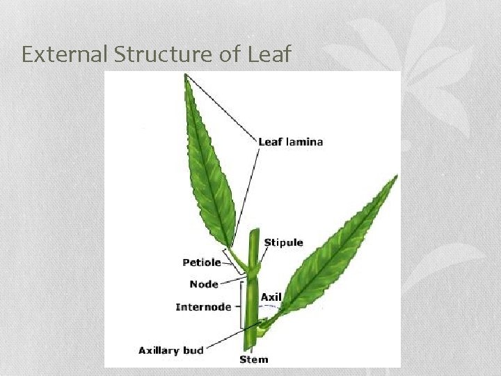 PLANTS What is a plant Eukaryotic Multicellular Autotrophic