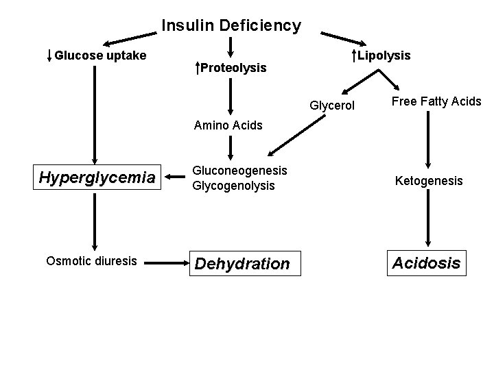 Insulin Deficiency Glucose uptake Lipolysis Proteolysis Glycerol Free Fatty Acids Amino Acids Hyperglycemia Osmotic