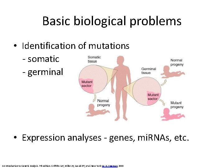 Basic biological problems • Identification of mutations - somatic - germinal • Expression analyses Basic biological problems • Identification of mutations - somatic - germinal • Expression analyses
