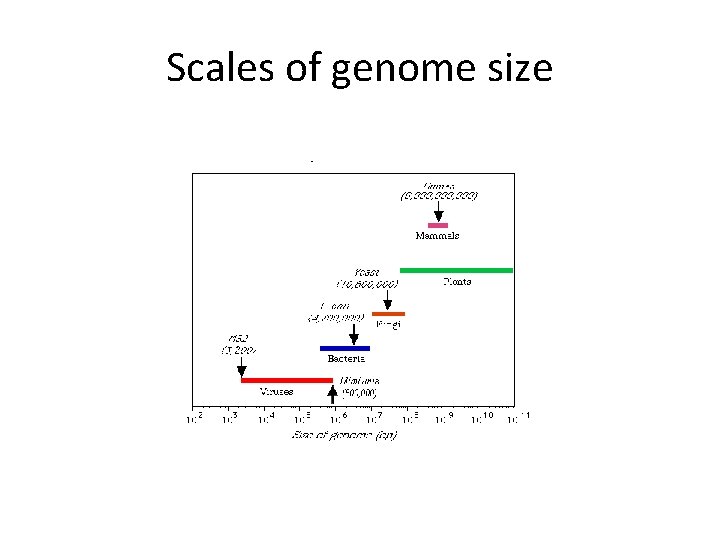 Scales of genome size Scales of genome size