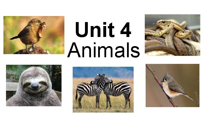 Unit 4 Animals 