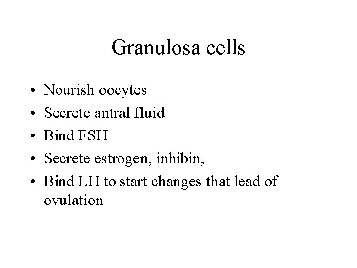 Granulosa cells • • • Nourish oocytes Secrete antral fluid Bind FSH Secrete estrogen,