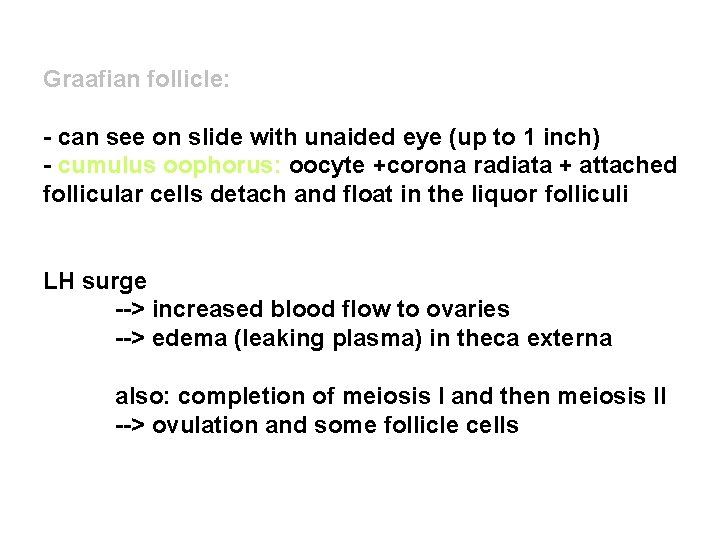 Graafian follicle: - can see on slide with unaided eye (up to 1 inch)