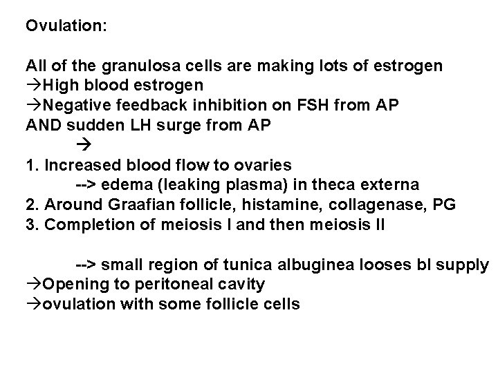 Ovulation: All of the granulosa cells are making lots of estrogen àHigh blood estrogen