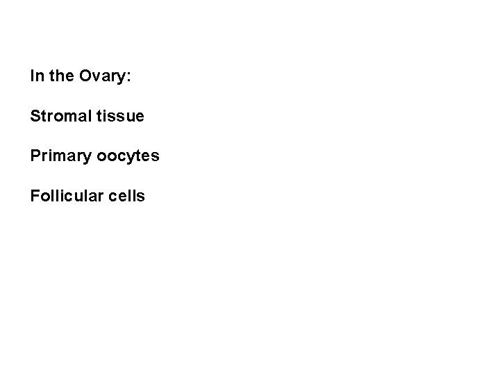 In the Ovary: Stromal tissue Primary oocytes Follicular cells 