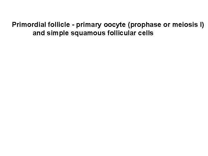 Primordial follicle - primary oocyte (prophase or meiosis I) and simple squamous follicular cells