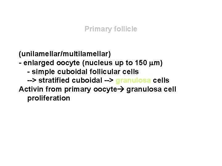 Primary follicle (unilamellar/multilamellar) - enlarged oocyte (nucleus up to 150 mm) - simple cuboidal