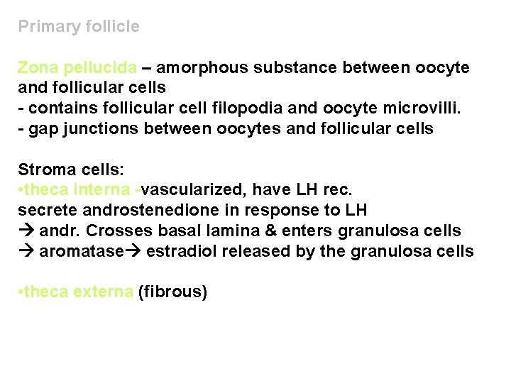 Primary follicle Zona pellucida – amorphous substance between oocyte and follicular cells - contains