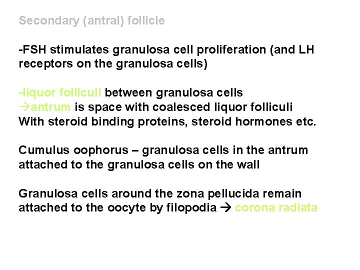 Secondary (antral) follicle -FSH stimulates granulosa cell proliferation (and LH receptors on the granulosa