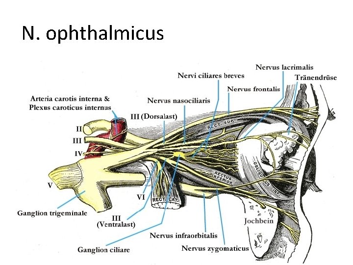 N. ophthalmicus 