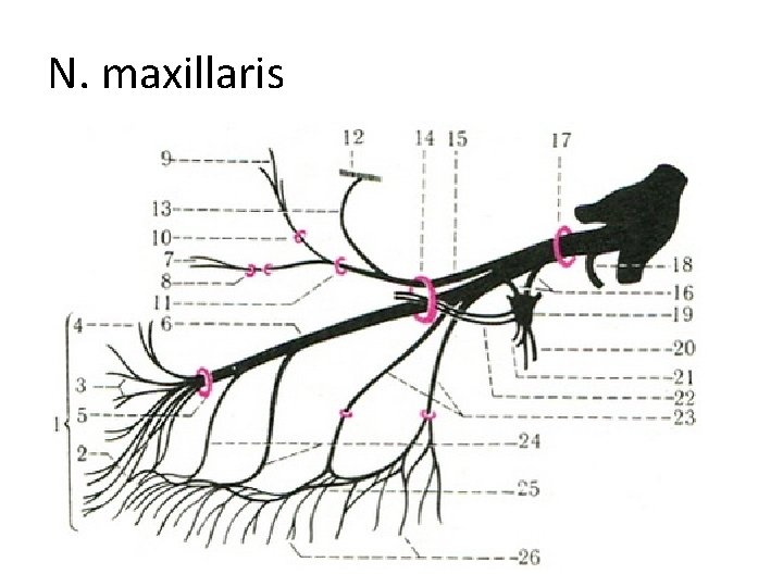 N. maxillaris 