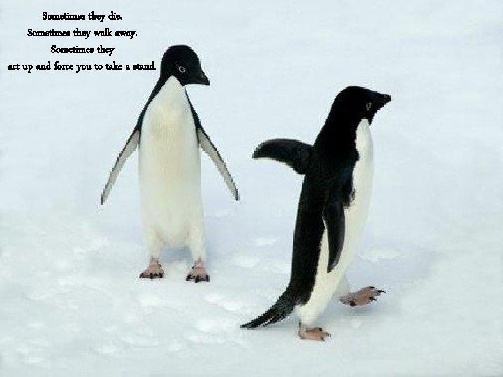 Sometimes they die. Sometimes they walk away. Sometimes they act up and force you