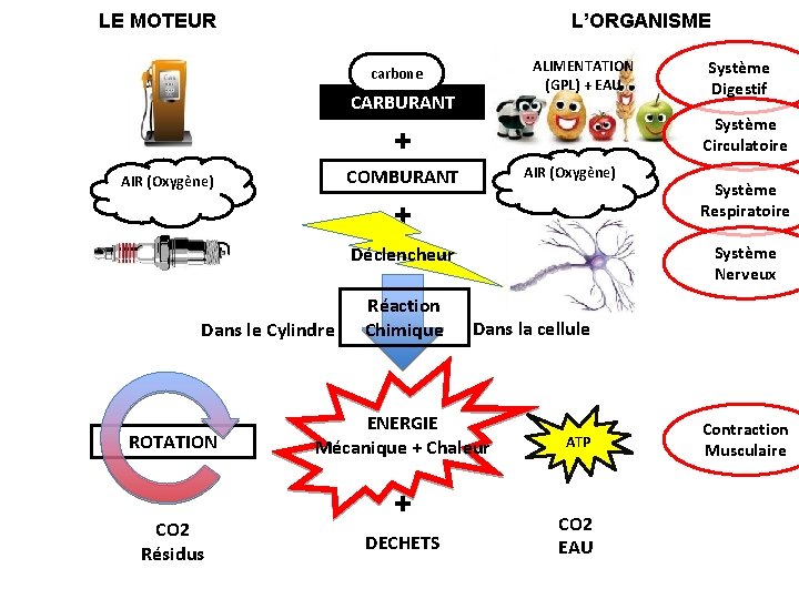 LE MOTEUR L’ORGANISME ALIMENTATION (GPL) + EAU carbone CARBURANT Système Circulatoire + AIR (Oxygène)