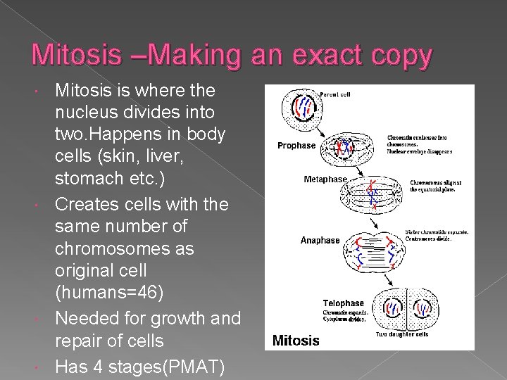 Mitosis –Making an exact copy Mitosis is where the nucleus divides into two. Happens