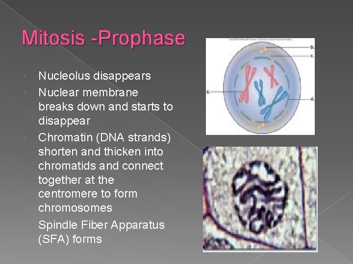Mitosis -Prophase Nucleolus disappears Nuclear membrane breaks down and starts to disappear Chromatin (DNA
