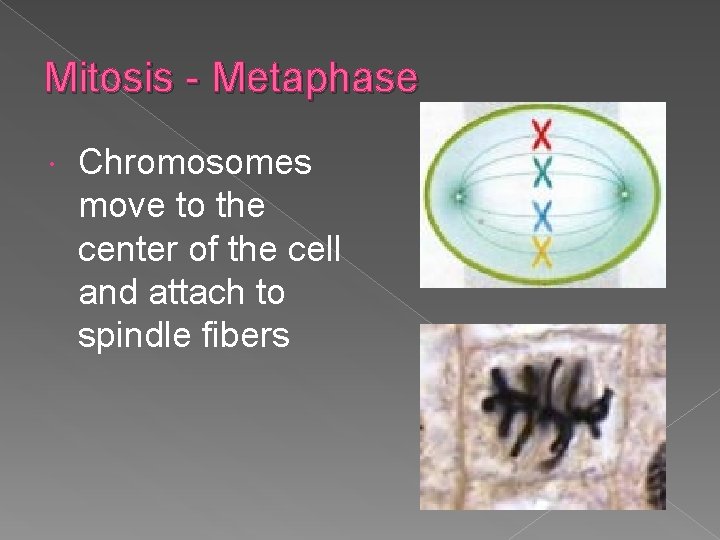 Mitosis - Metaphase Chromosomes move to the center of the cell and attach to