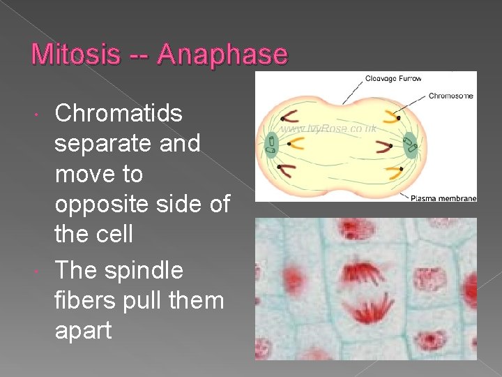 Mitosis -- Anaphase Chromatids separate and move to opposite side of the cell The