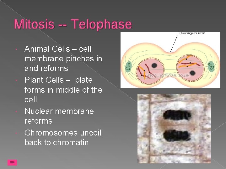 Mitosis -- Telophase Animal Cells – cell membrane pinches in and reforms Plant Cells