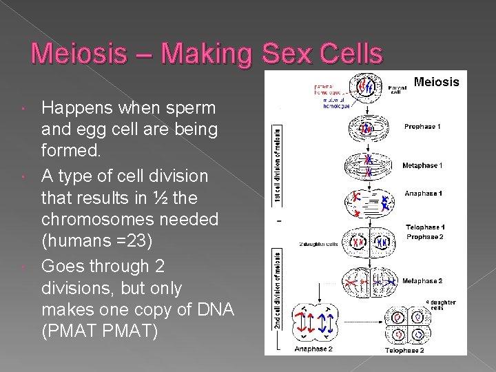 Meiosis – Making Sex Cells Happens when sperm and egg cell are being formed.