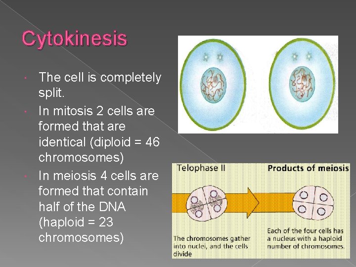 Cytokinesis The cell is completely split. In mitosis 2 cells are formed that are