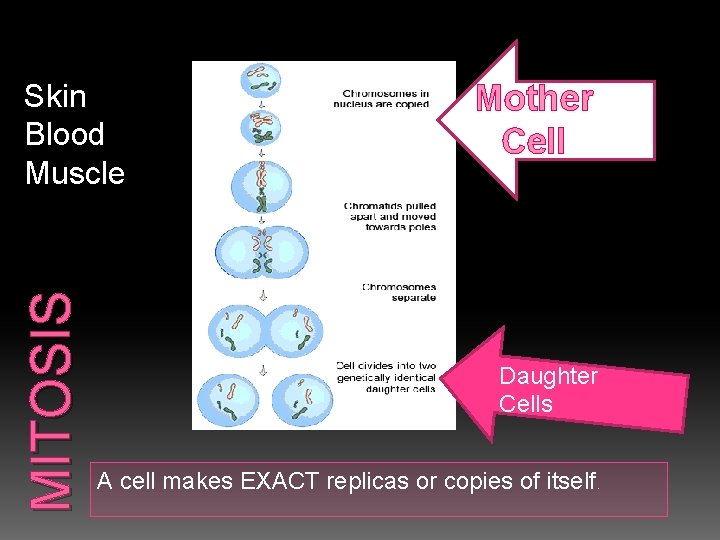 MITOSIS Skin Blood Muscle Mother Cell Daughter Cells A cell makes EXACT replicas or