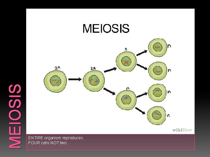 MEIOSIS ENTIRE organism reproduces. FOUR cells NOT two. 