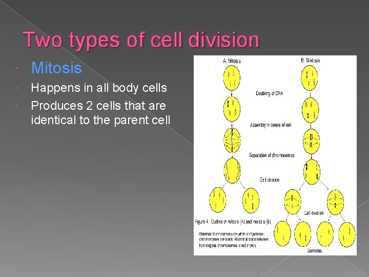 Two types of cell division Mitosis Happens in all body cells Produces 2 cells