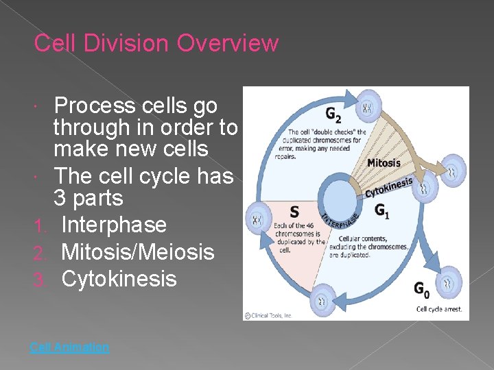 Cell Division Overview Process cells go through in order to make new cells The