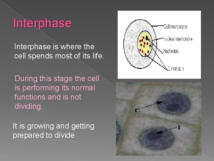 Interphase is where the cell spends most of its life. During this stage the