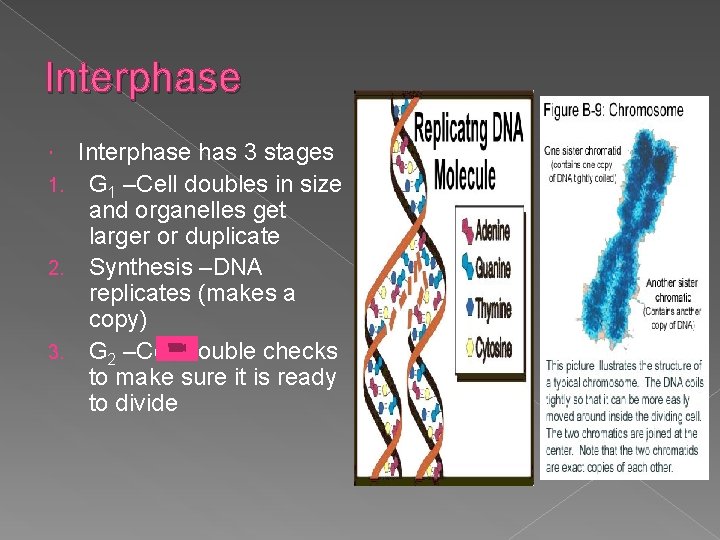 Interphase has 3 stages 1. G 1 –Cell doubles in size and organelles get
