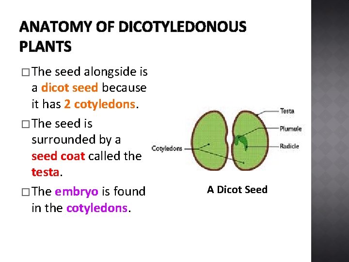 ANATOMY OF DICOTYLEDONOUS PLANTS � The seed alongside is a dicot seed because it