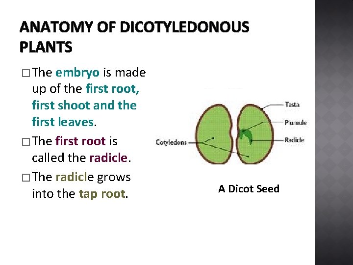 ANATOMY OF DICOTYLEDONOUS PLANTS � The embryo is made up of the first root,