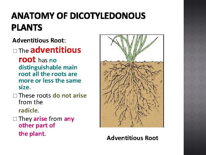 ANATOMY OF DICOTYLEDONOUS PLANTS Adventitious Root: adventitious root has no � The distinguishable main