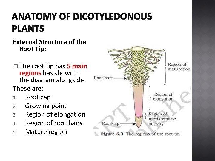 ANATOMY OF DICOTYLEDONOUS PLANTS External Structure of the Root Tip: � The root tip