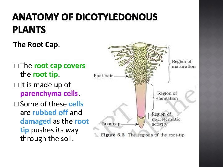 ANATOMY OF DICOTYLEDONOUS PLANTS The Root Cap: � The root cap covers the root