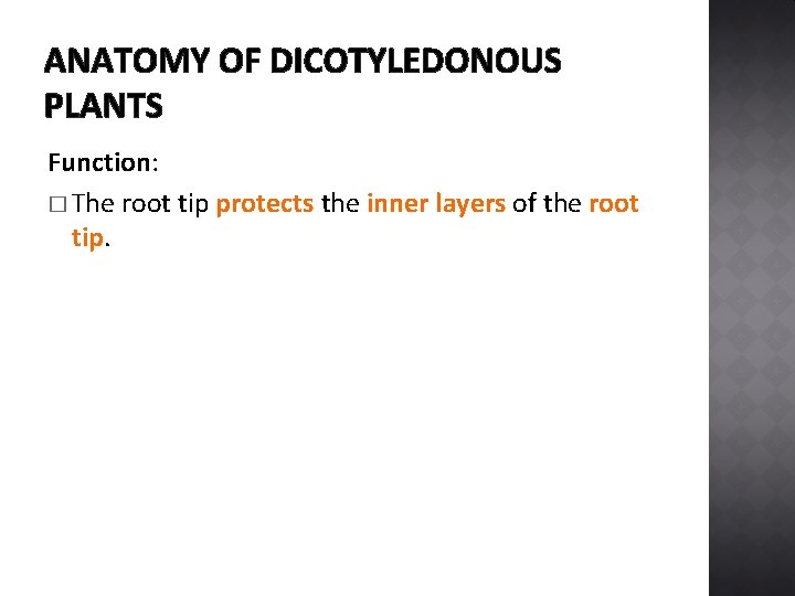 ANATOMY OF DICOTYLEDONOUS PLANTS Function: � The root tip protects the inner layers of