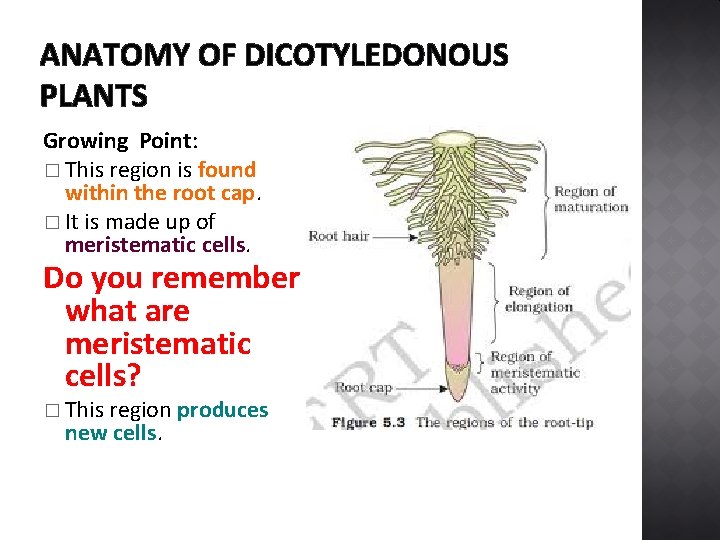 ANATOMY OF DICOTYLEDONOUS PLANTS Growing Point: � This region is found within the root