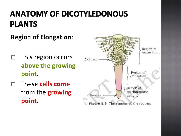 ANATOMY OF DICOTYLEDONOUS PLANTS Region of Elongation: � � This region occurs above the