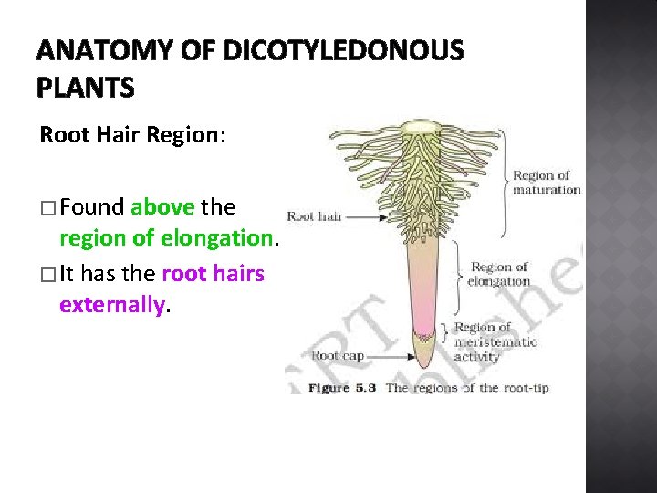 ANATOMY OF DICOTYLEDONOUS PLANTS Root Hair Region: � Found above the region of elongation.