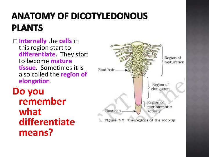 ANATOMY OF DICOTYLEDONOUS PLANTS � Internally the cells in this region start to differentiate.