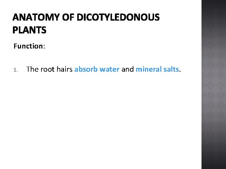 ANATOMY OF DICOTYLEDONOUS PLANTS Function: 1. The root hairs absorb water and mineral salts.
