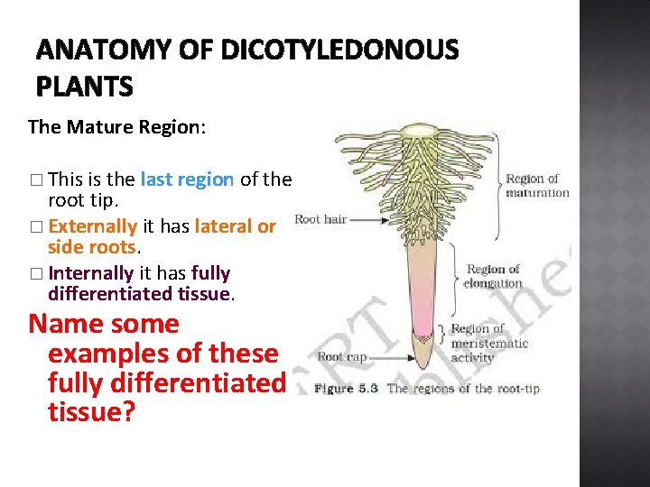 ANATOMY OF DICOTYLEDONOUS PLANTS The Mature Region: � This is the last region of