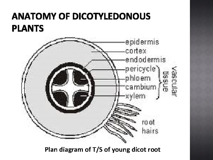 ANATOMY OF DICOTYLEDONOUS PLANTS Plan diagram of T/S of young dicot root 