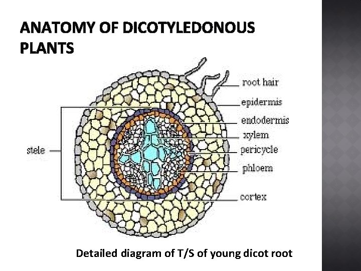 ANATOMY OF DICOTYLEDONOUS PLANTS Detailed diagram of T/S of young dicot root 