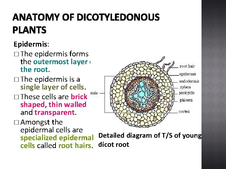 ANATOMY OF DICOTYLEDONOUS PLANTS Epidermis: � The epidermis forms the outermost layer of the