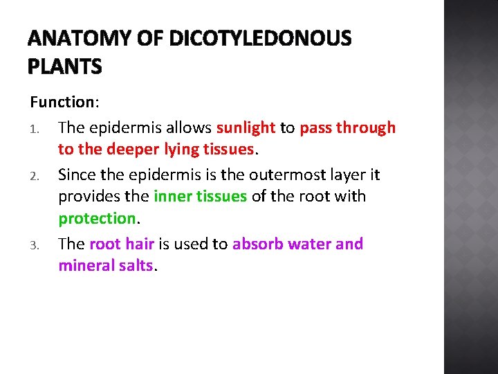ANATOMY OF DICOTYLEDONOUS PLANTS Function: 1. The epidermis allows sunlight to pass through to