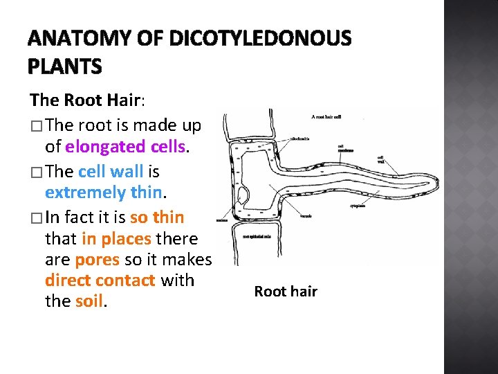 ANATOMY OF DICOTYLEDONOUS PLANTS The Root Hair: � The root is made up of