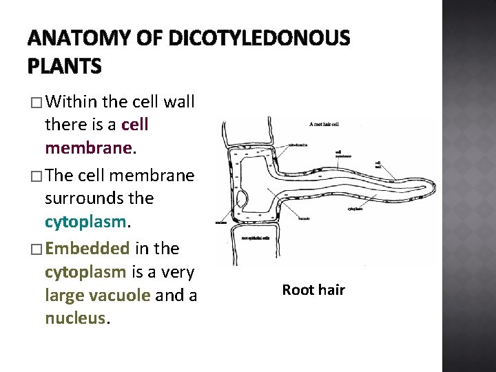 ANATOMY OF DICOTYLEDONOUS PLANTS � Within the cell wall there is a cell membrane.